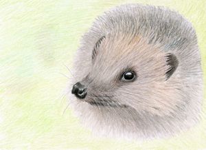 Young Hedgehog