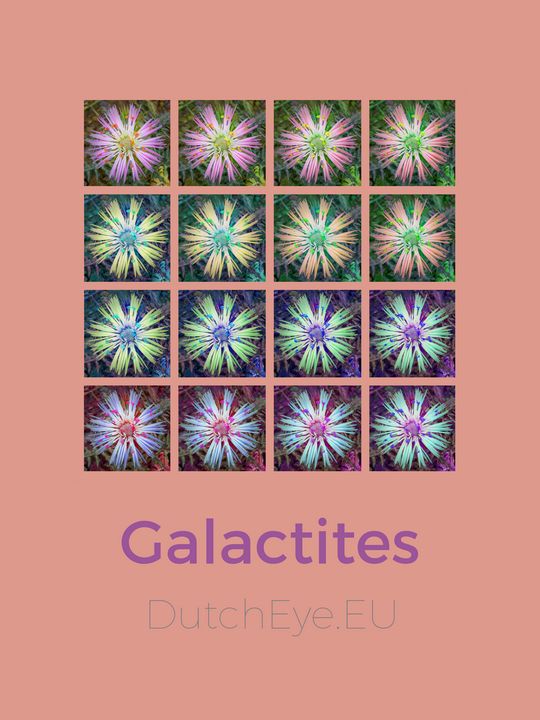 Galactites - O - DutchEye.EU