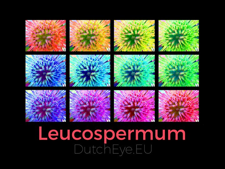 Leucospermum - B - DutchEye.EU