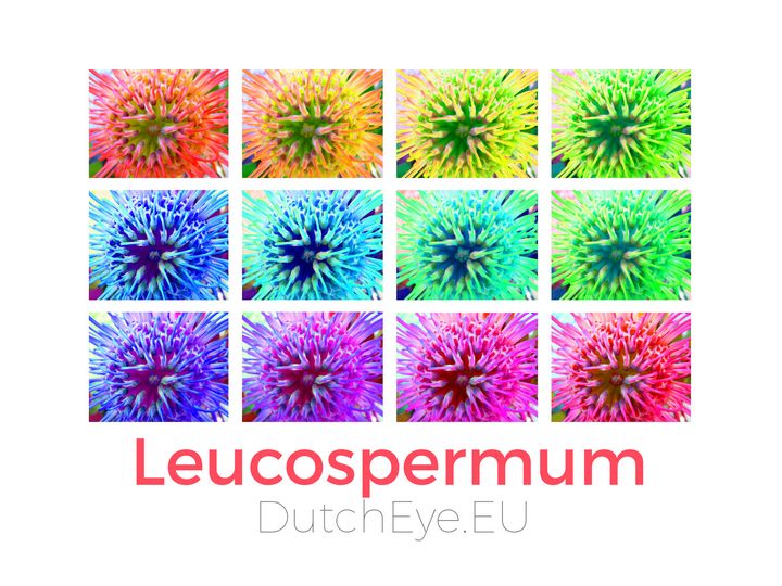 Leucospermum - W - DutchEye.EU