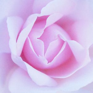 Pink Rose - Jacob Berghoef FineArtPhotography
