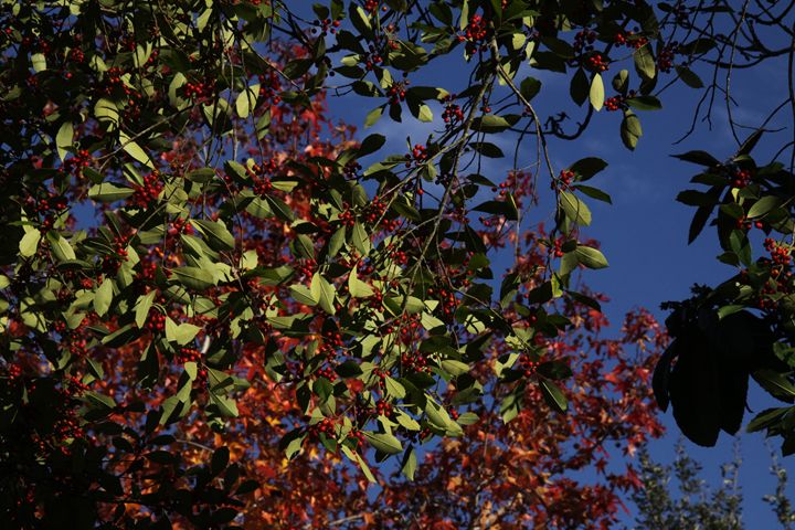 Winter Holly and Fall leaves - Hot Natured