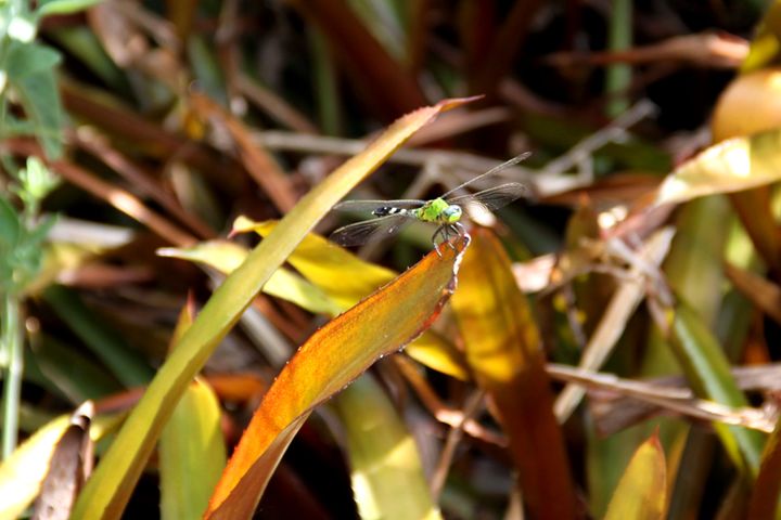 Dragonfly in camouflage - Hot Natured