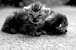 Sleepy