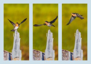 Swallow triptych