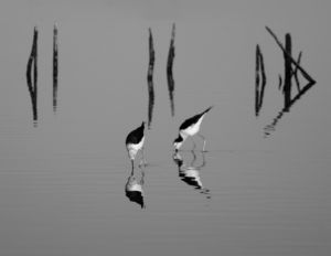 Pied Stilt reflections in Lake Waipo