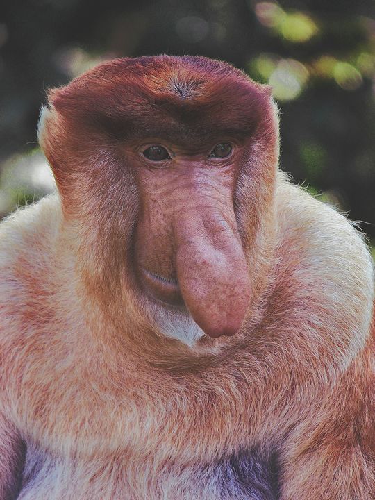 Proboscis monkey alpha male - DVArt - Photography, Animals, Birds, & Fish,  Primates, Monkeys - ArtPal