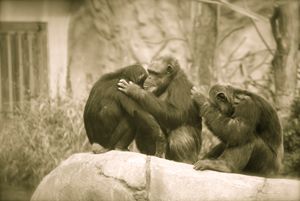 Comforting Monkey