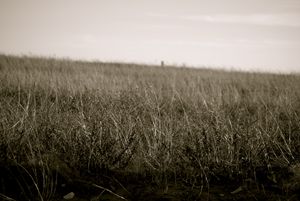 Sound Of Silence