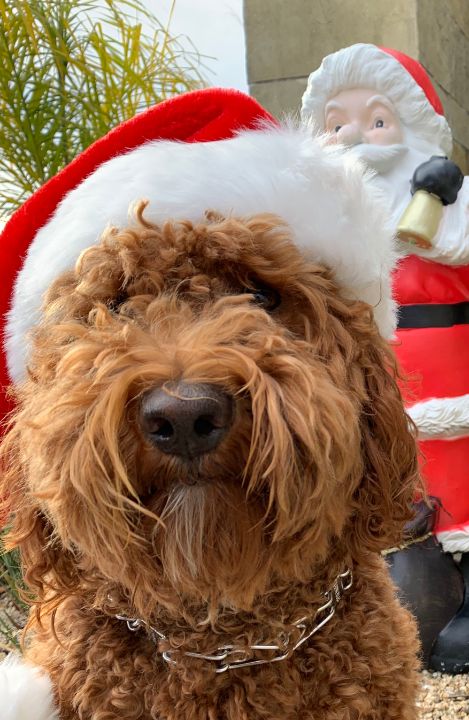 Labradoodle hat 2024