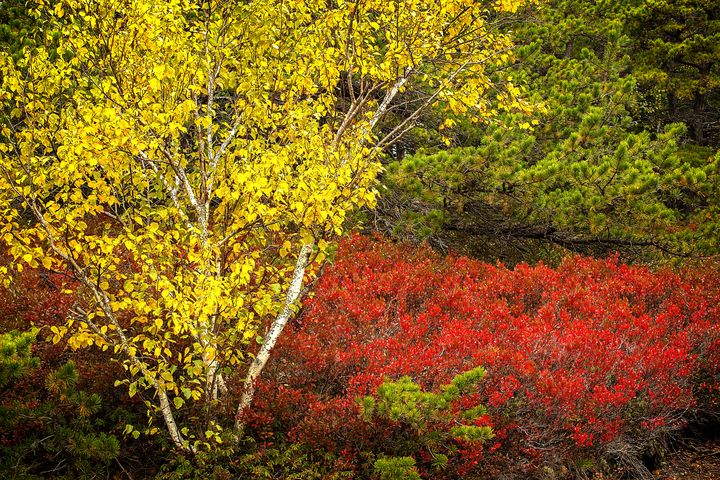 Seasonal Contrast - Dennis Sabo Photography