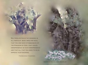 2000-YEAR-OLD OLIVE TREE WITH QUOTE - JUDITH LUNGEN'S DIGITAL PAINTINGS