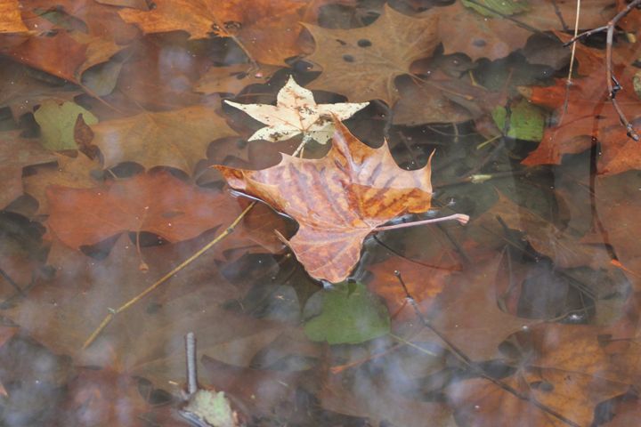 Drowning shops Leaves