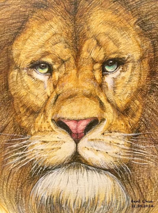lion roaring drawing in color