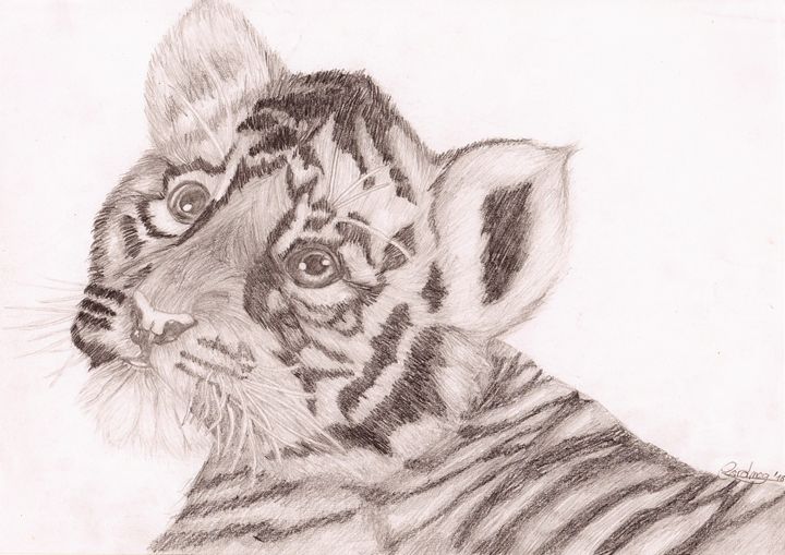 Tiger drawings | Tiger drawing, Tiger cartoon drawing, Tiger art drawing