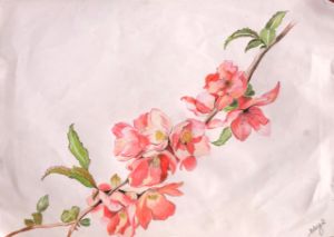 Quince flowers - betcy's art's