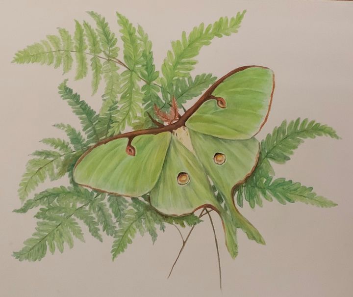 luna moth drawing