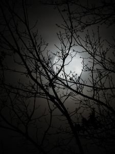 Flower Moon Through Trees - Maher Image