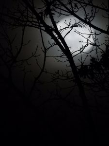 Moon Through The Trees - Maher Image