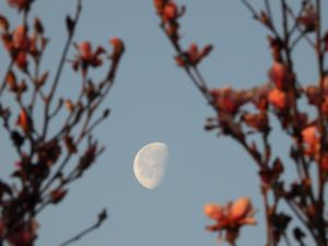 Moon and Magnolia - Maher Image