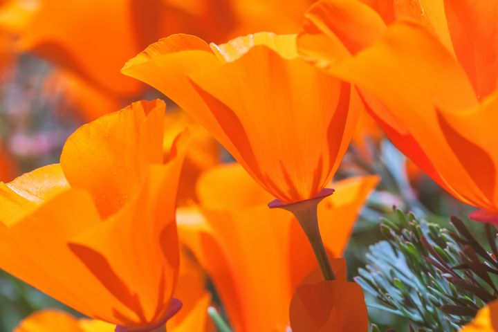 poppies - Jonathan Nguyen - Photography, Flowers, Plants, & Trees ...
