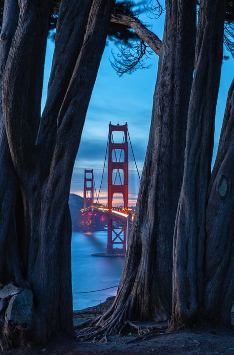 golden gate thru cypress nightfall - Jonathan Nguyen