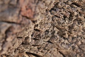 Tree Textures 3