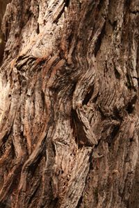 Tree Textures 1