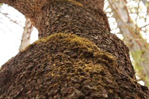 Mossy Tree (Tree Texture 4)