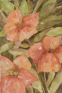 Hibiscus