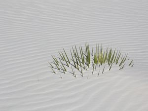 Grass and Sand