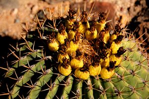 Cactus - Saguaro NP (1)
