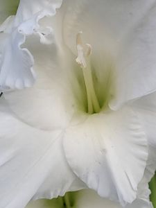 White Gladiolus