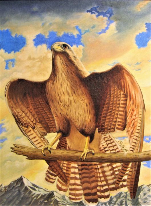 Western Prairie Falcon - Mr. Ron Radhoff