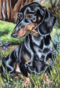 Dachshund Picture Wall Art