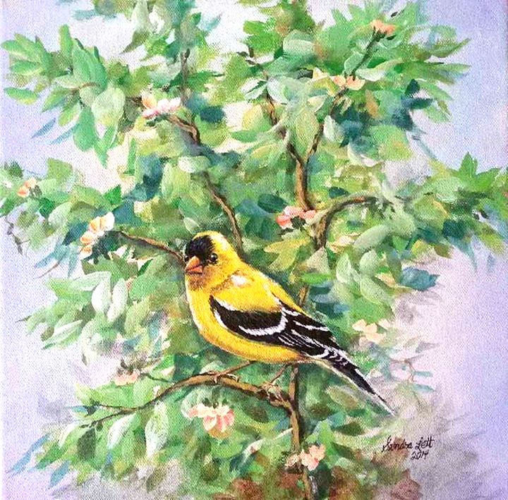 Goldfinch Male - Sandra Lett
