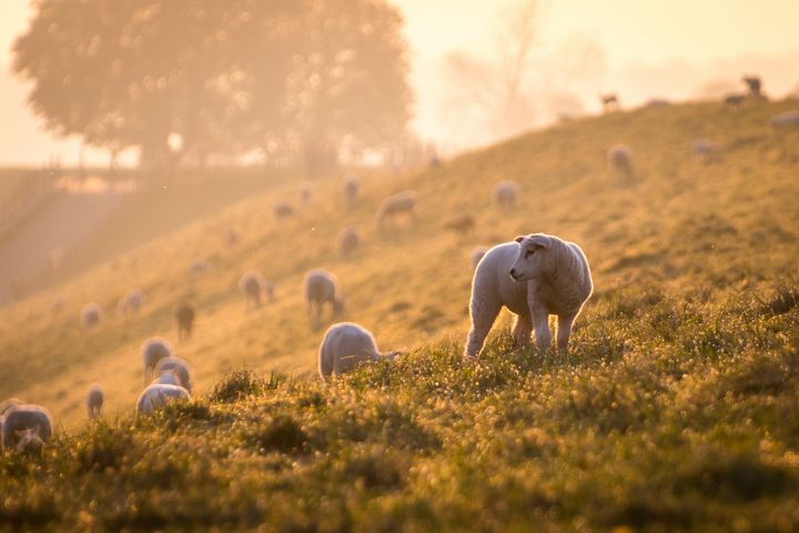 Silence of the lambs - YoshaPhotography