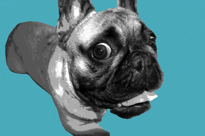 Buy French Bulldog, Dogs & Puppies, Animals, Birds, & Fish, Digital Art