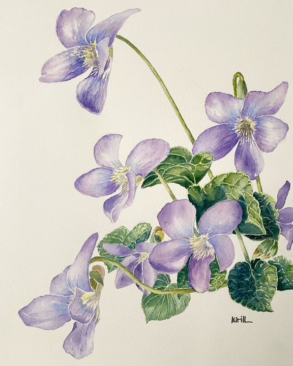 Common Blue Violet (Viola sororia) - Always Wandering Art