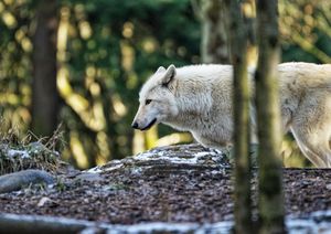White Wolf - Sunset Blossom Photography