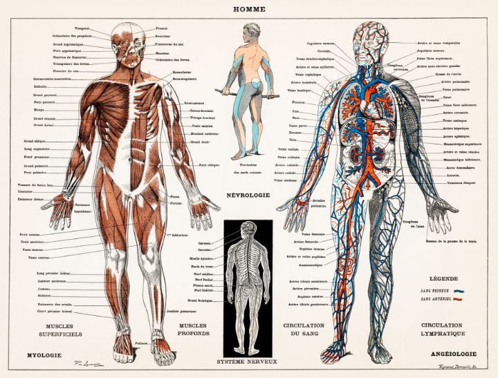 Human nervous system and man muscula -  Leandro.negocios20