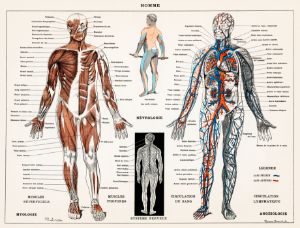 Human nervous system and man muscula