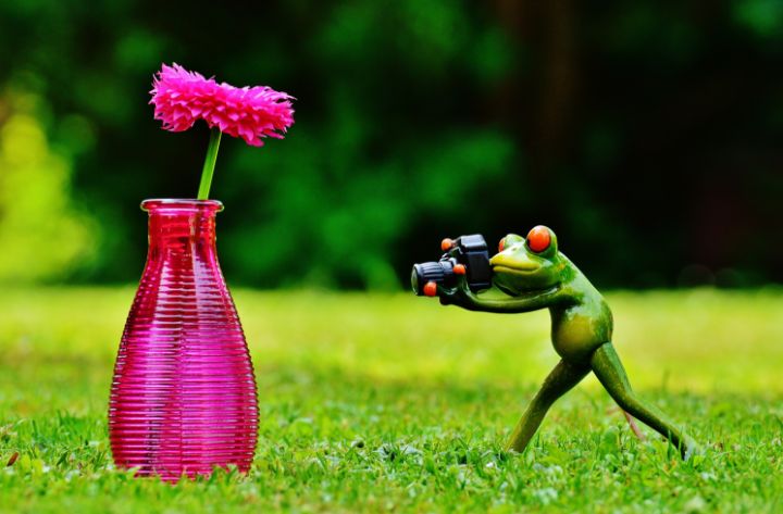 Photographer frog - Leandroartes