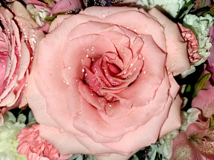 Pink Rose - Lavender's Gallery - Photography, Flowers, Plants, & Trees ...