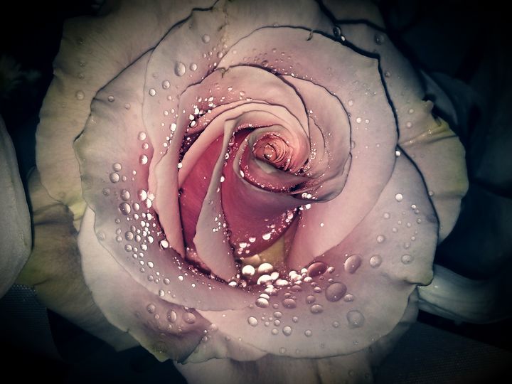 Pink Rose - Lavender's Gallery - Photography, Flowers, Plants, & Trees ...