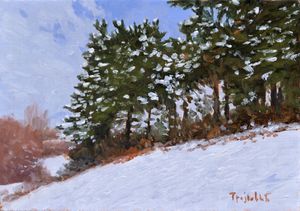 Pines and Snow