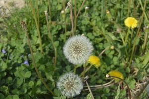 Bloomed Dandelion