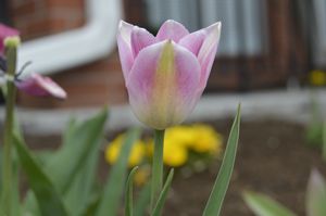 Pretty Pink Flower