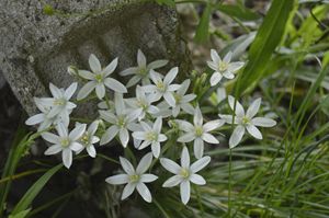Plain White Flowers
