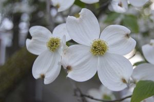 White Flowers
